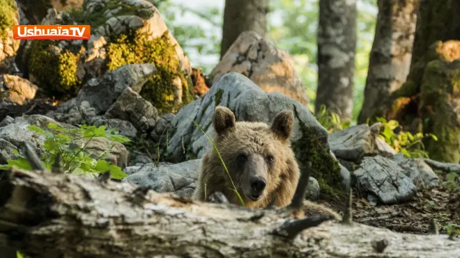 Slovénie, terre des ours