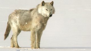 A Wolf Called Storm