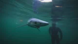 Shark: British Isles Special...