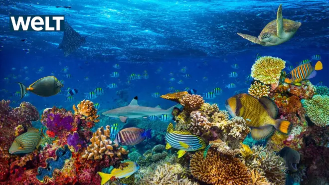 Wunderwelt Korallenriff