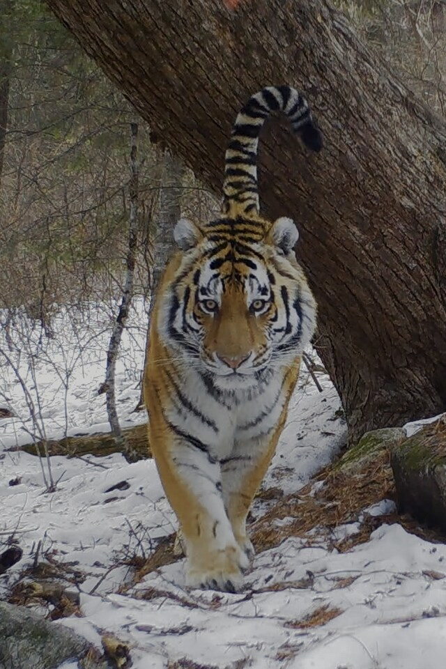 Amur Tiger: Secret Kingdom