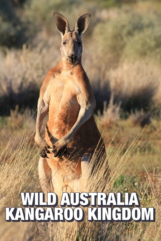 Wild Australia: Kangaroo Kingdom