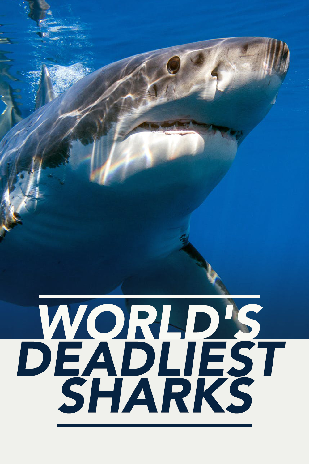 World's Deadliest Sharks