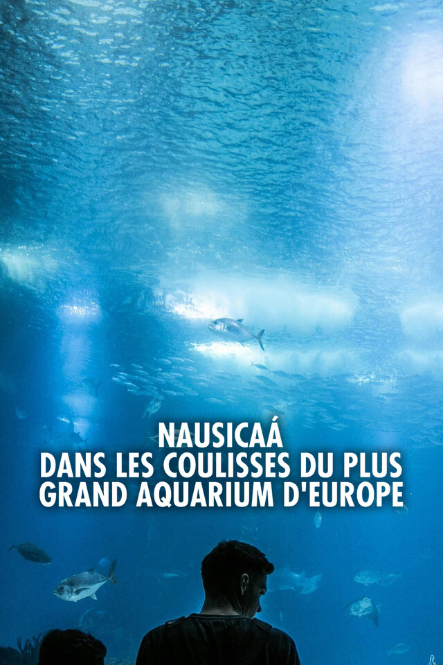 Nausicaá, dans les coulisses du plus grand aquarium d'Europe