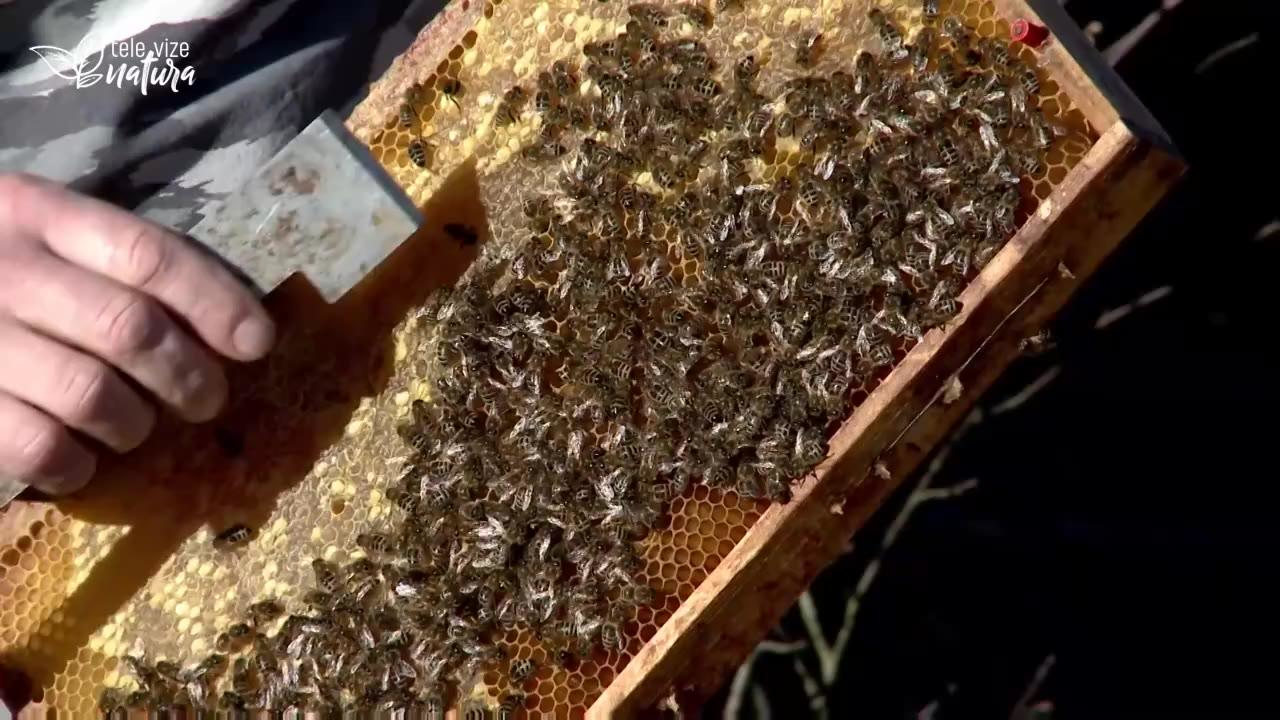 První jarní návštěva u včel