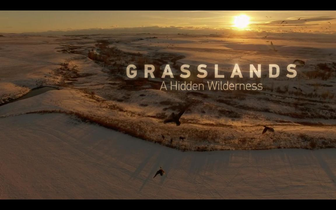 Národní park Grasslands: Skrytá divočina Severní Ameriky