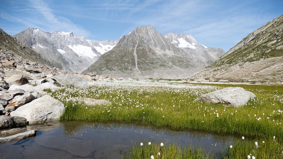 Unsere wilde Schweiz: Der Aletschgletscher