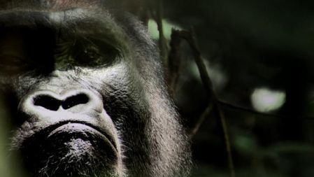 Kingdom of the Apes (Kingdom Of the Apes), Apie gamtą, JAV, 2014