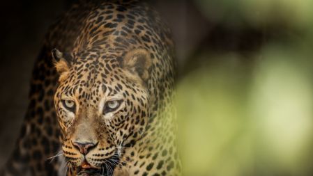 The Leopard Who Changed Her Spots
