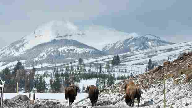 Naturens fortryllende verden: Yellowstone