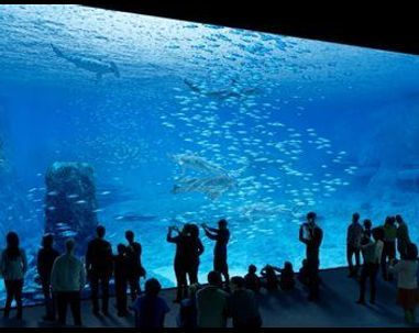 Nausicaá, le plus grand aquarium d'Europe