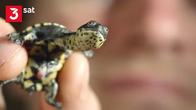 Turtle Hero - Ein Leben für die Schildkröten