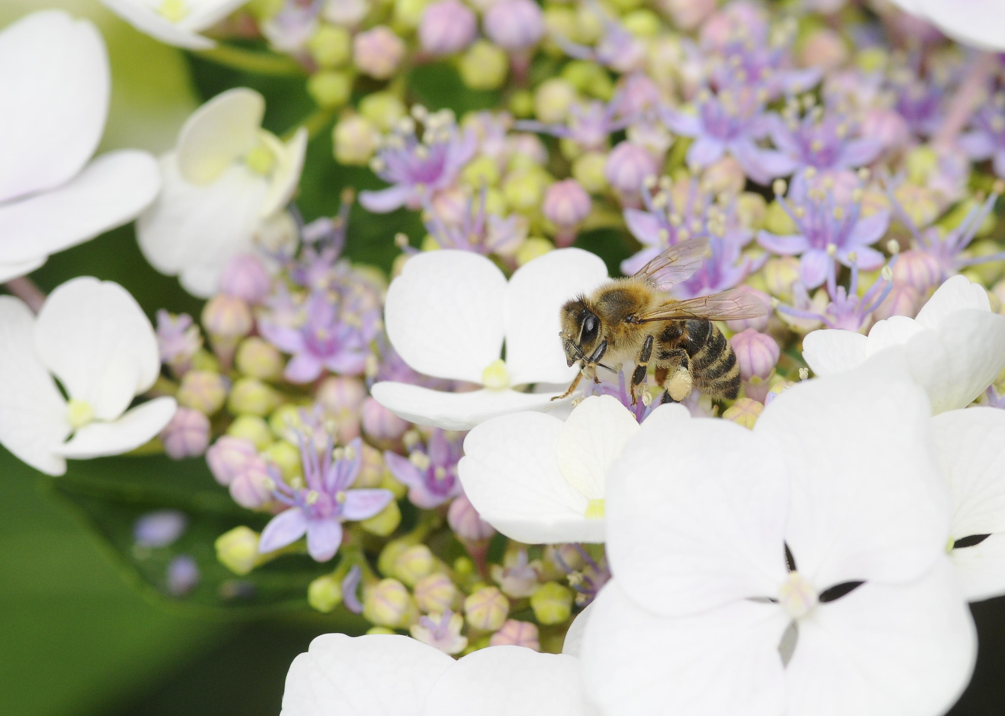 Schattenbeet für Bienen | Bodenstruktur | Arbeiten im Mai