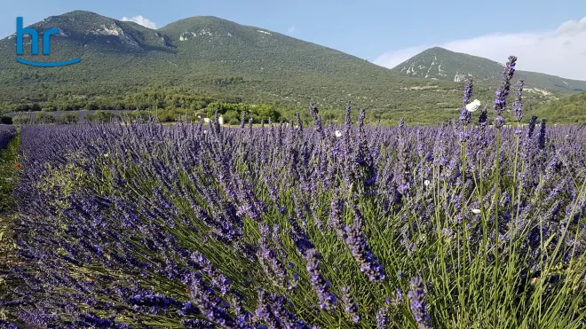 Die Provence mit allen Sinnen erleben