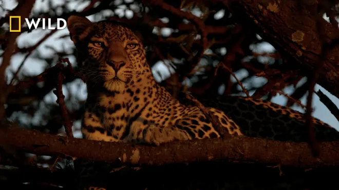 Der Leopard mit den Jade-Augen