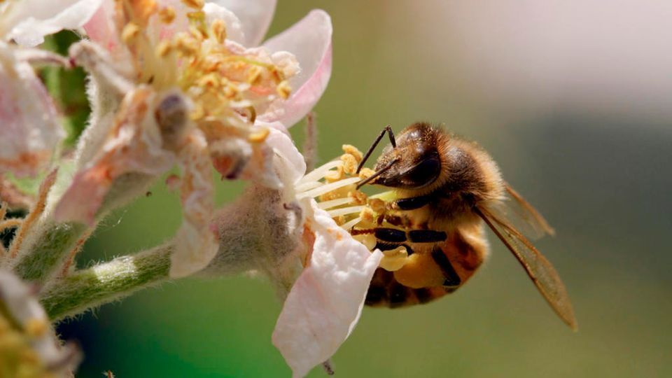 Abenteuer Erde: Tagebuch einer Biene