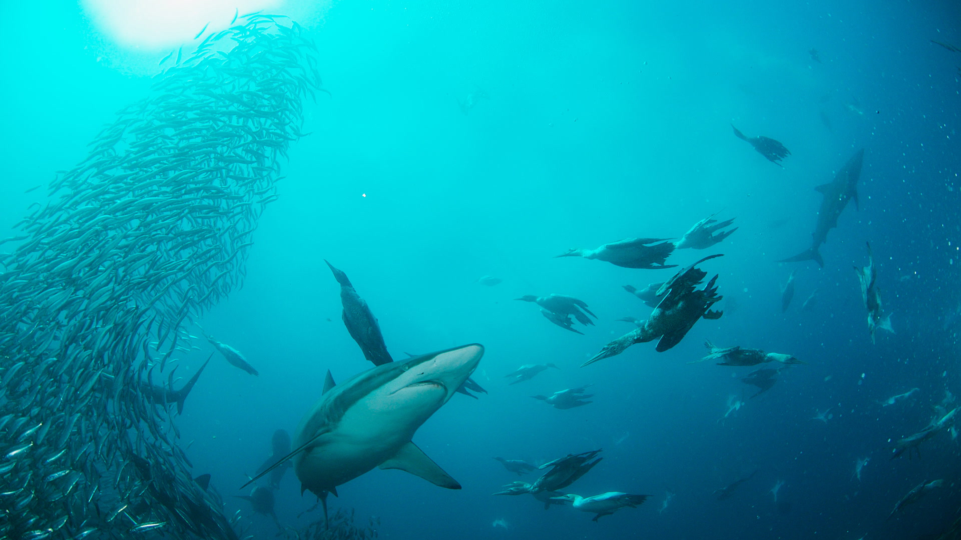 Shark Alley: Ο Θρύλος του Δυναμίτη
