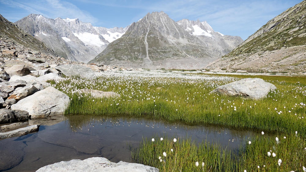 Vores vilde Schweiz: Aletsch-gletsjeren