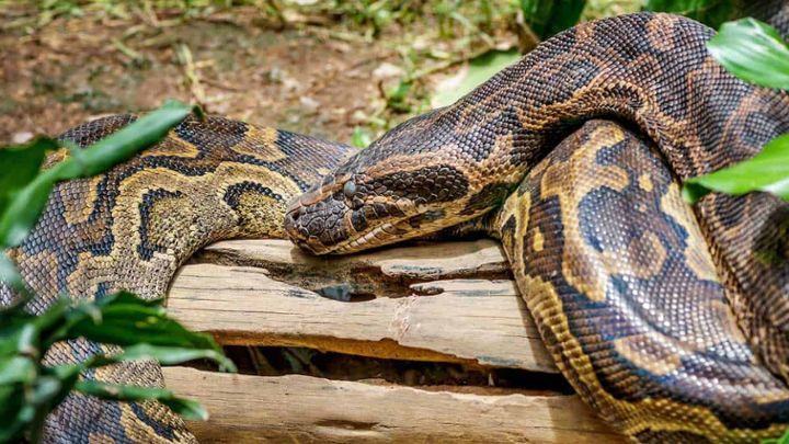 America's Super-Snake (America's Super-Snake), Istorinis, Apie gamtą, Pietų Afrika, 2019