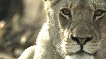 Malika: The Lion Queen - Death Knocks