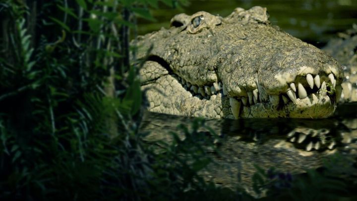 The Croc That Ate Jaws (The Croc That Ate Jaws), Apie gamtą, JAV, 2021