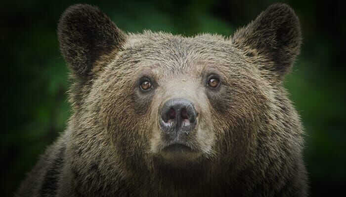 Дворовые медведи Трансильвании