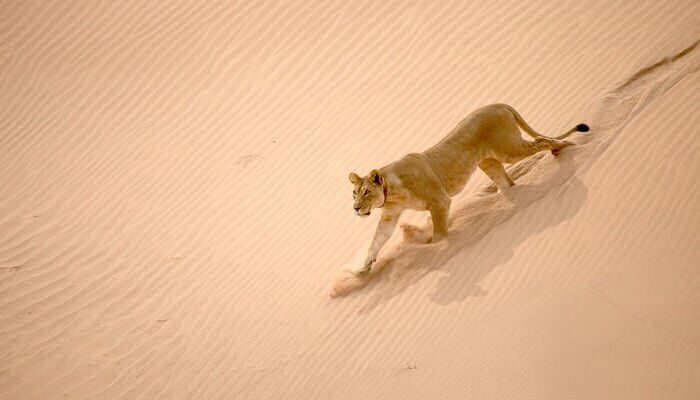 Nykstantys karaliai _ Namibo dykumos liūtai