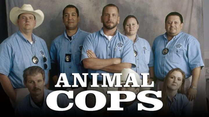 Полиция Филадельфии - отдел по защите животных, 12 сезон, 13 эп. Спаситель лошадей