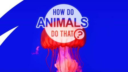 Удивительный мир животных, 1 эп. Левитирующие ящерицы и бессмертные медузы
