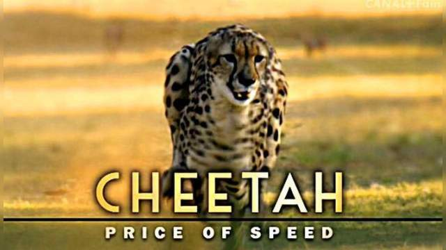 Cheetah: The Price Of Speed (Cheetah: The Price of Speed), Nature, United Kingdom, South Africa, 2010