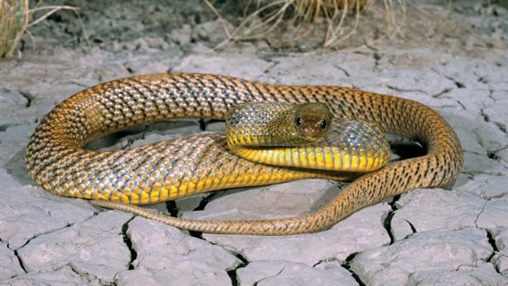 World's Deadliest: Super Snakes
