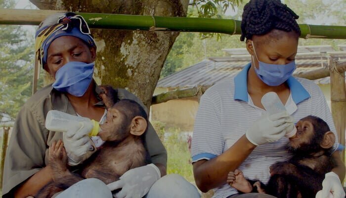 Päästetud Kongo šimpansid koos Jane Goodalliga . Heroes