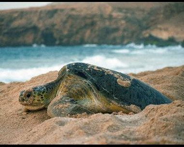 Oman sauvage : Léopards et tortues marines