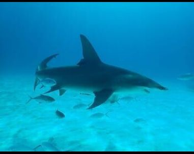 Requins-bouledogues vs requins-marteaux