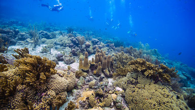 planet e.: Die Korallengärtnerinnen von Curaçao