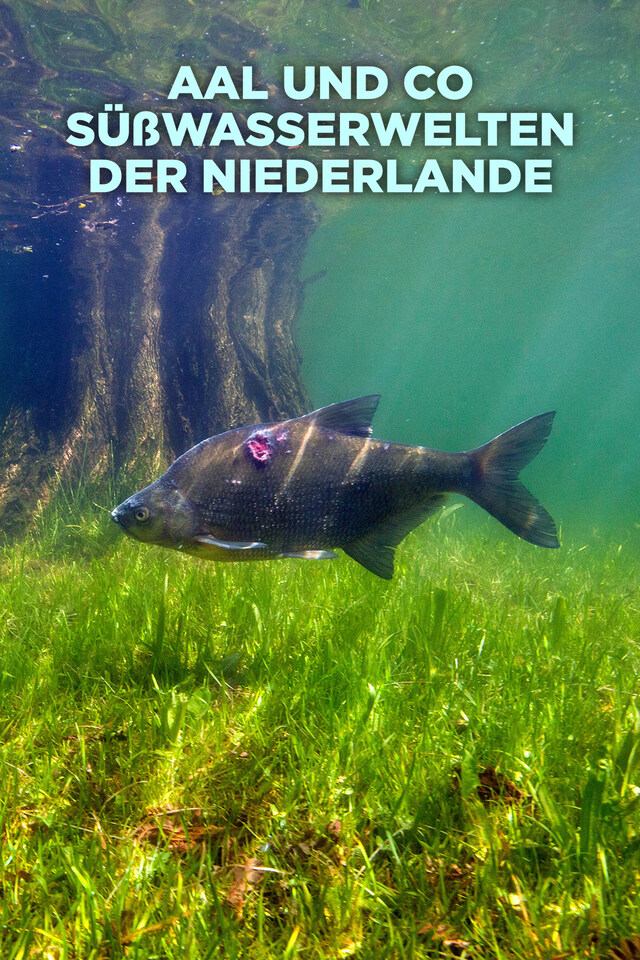 Aal und Co - Süßwasserwelten der Niederlande