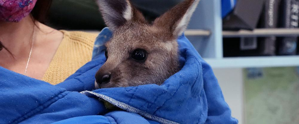 Australia: na ratunek zwierzętom