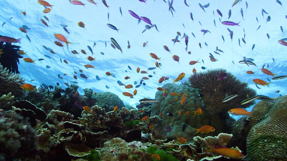 Wielka Rafa Koralowa: żywy skarb