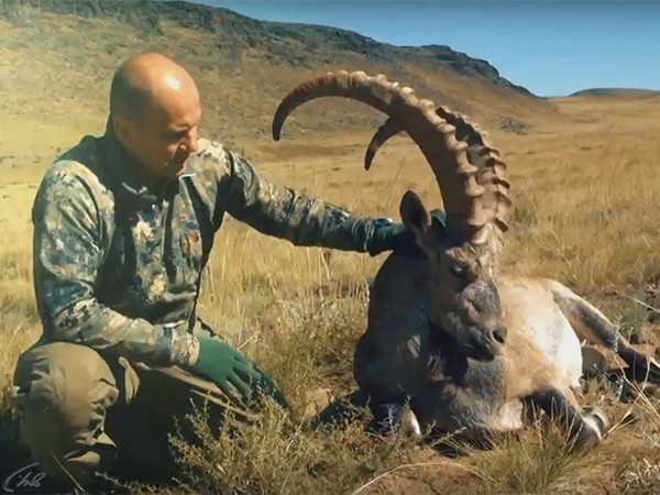 Горная охота Эдуарда Бендерского. Гобийский аргали в Монголии (16+)