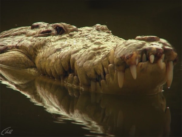 В логове крокодила. 3-я серия (12+)