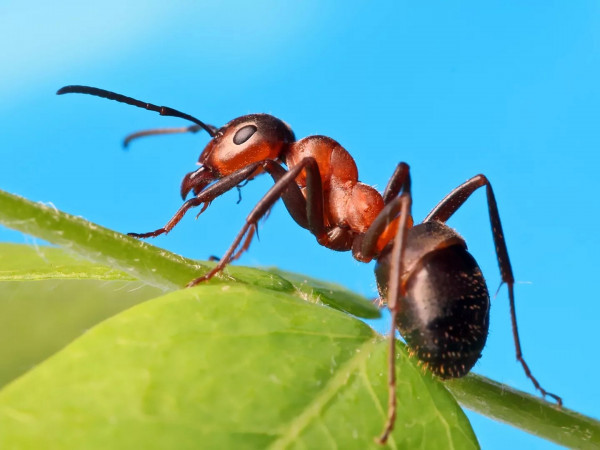 Царство муравьёв (12+)