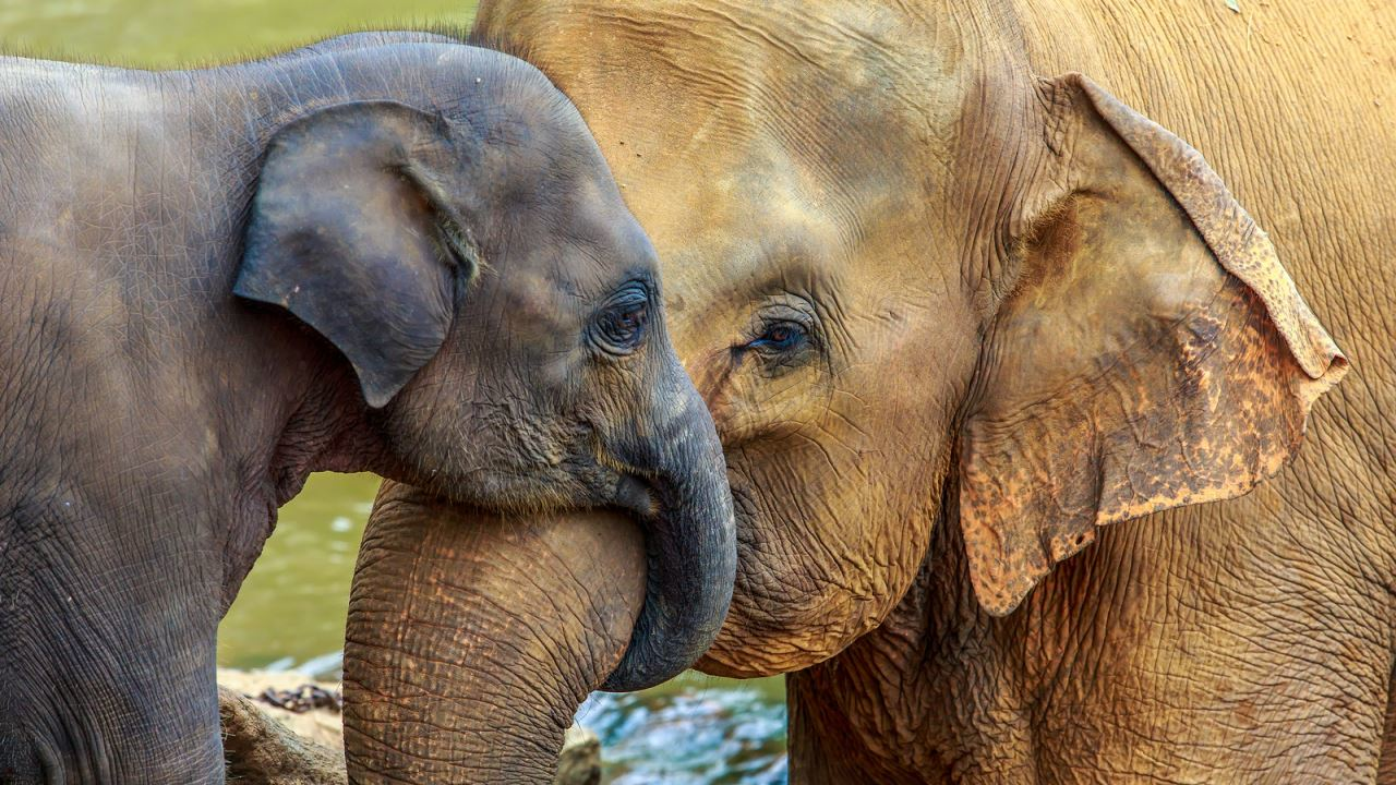 Živalske posebnosti: Slonji nosovi in prastare živali
