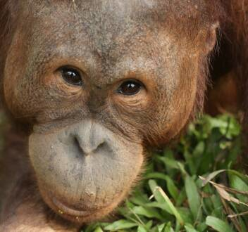 Escuela de orangutanes: Dilla y Delilah