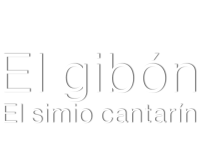 Grandes Documentales El Gibon El Simio Cantarin