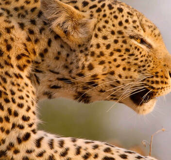 Cazadores de África: La leopardo que cambió sus lunares