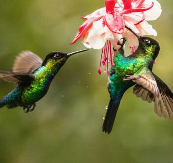 Costa Rica, el efecto de los colibríes
