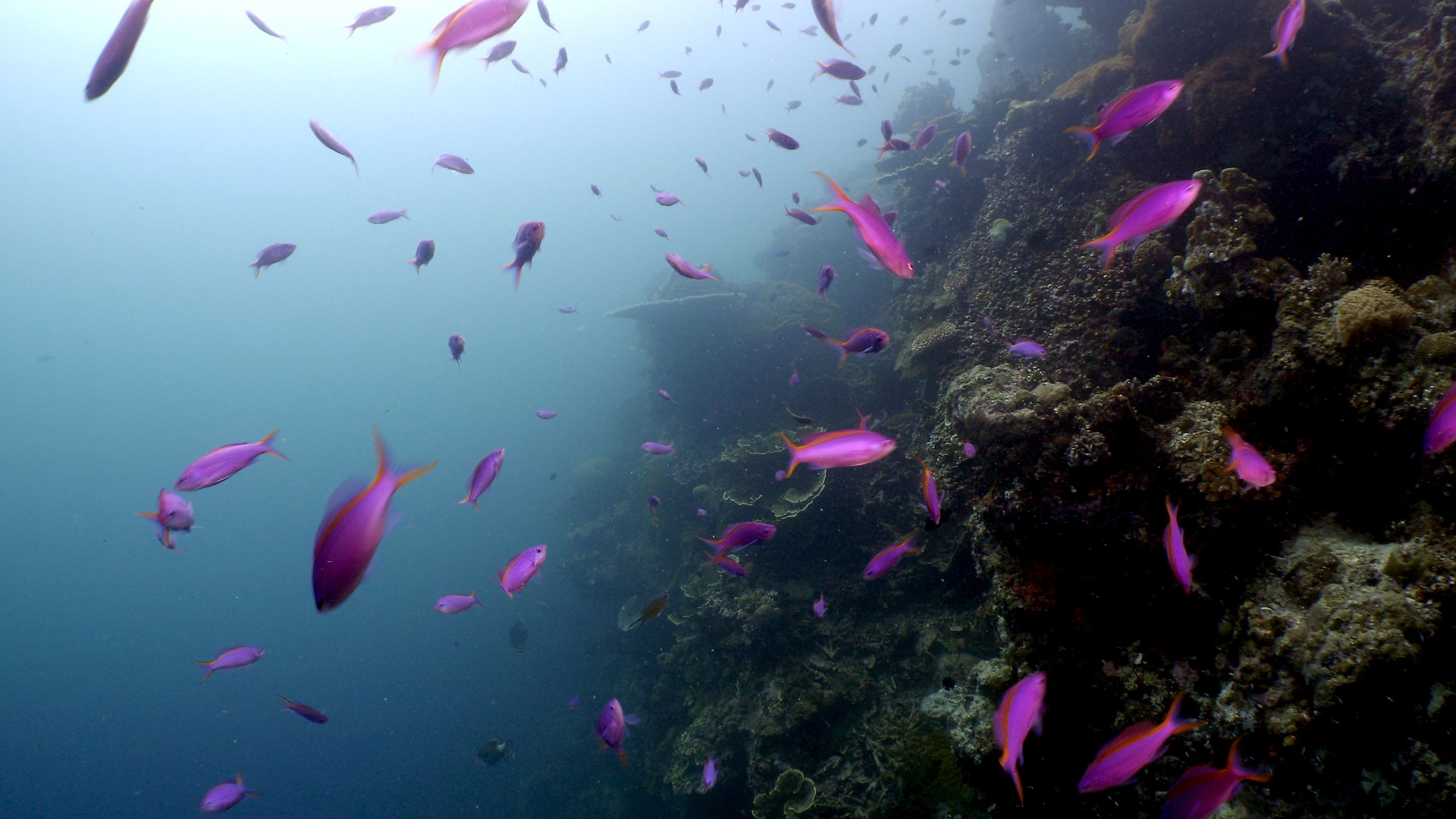 Koralrevets hemmeligheder - Thailand