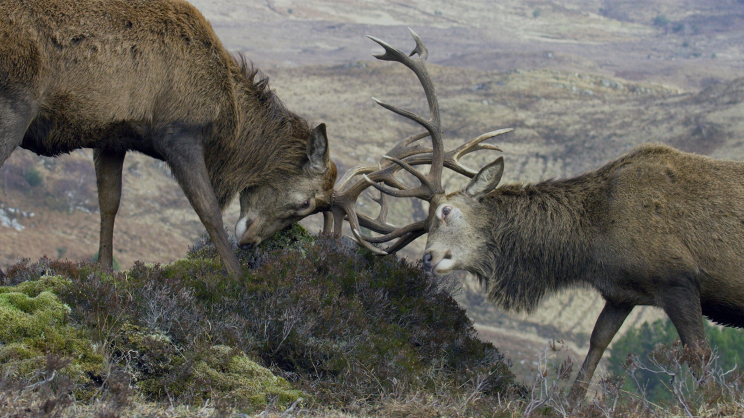 Skottland: Ett år med vild natur
