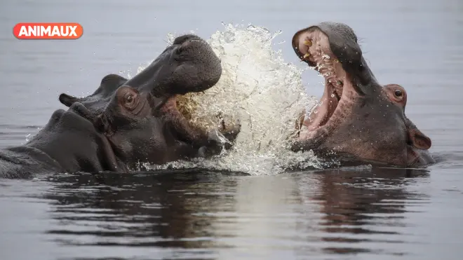 Hippopotames, les architectes de l'okavango