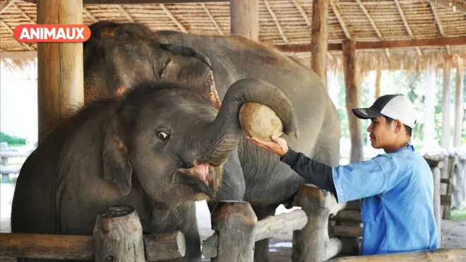 Les animaux et le sacré en Thailande